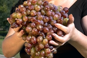огромные гроздья винограда фото