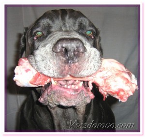 употребление жестких костей собаками - приводит к преждевременному стачиванию зубов