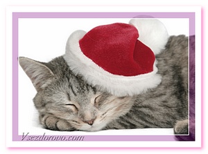 кот в новогодней шапочке фото