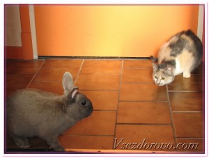кот и кролик - символы 2011 года