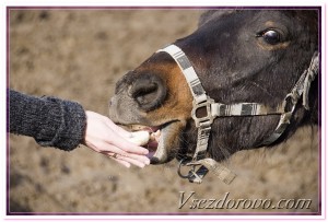 девушка кормит лошадь