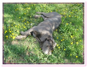 собака лежит на зеленой травке