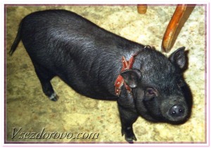 карликовая свинья фото