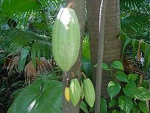 Зеленые плоды купуасу