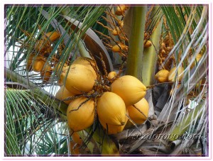 Кокосовая пальма и недозрелые кокосы фото