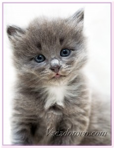 Маленький серый котенок фото