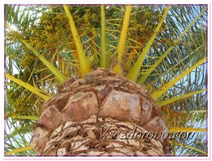 Масличная пальма с недозрелыми плодами фото