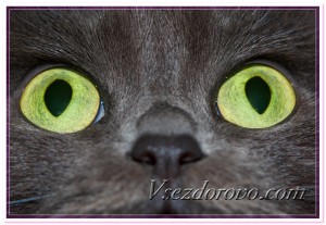 Черная кошка с зелеными глазами фото