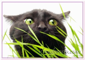 Черный кот и трава фото