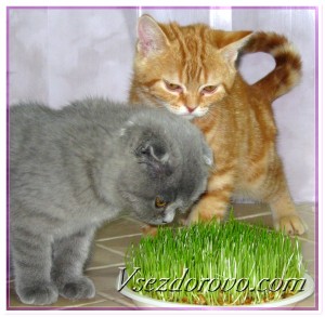 Котята интересуются зеленой травой