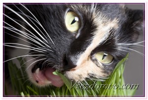 Кошка ест зеленую траву фото