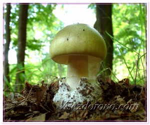 Ядовитый гриб фото
