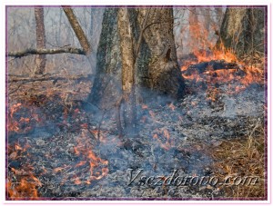 Лесной пожар фото