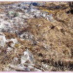 брошенный вами мусор в лесу может стать причиной огромного пожара