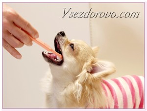 как почистить собаке зубы фото