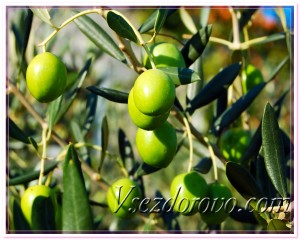 Оливки зеленые
