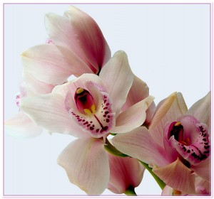 розовая орхидея фото