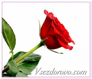 красная роза фото