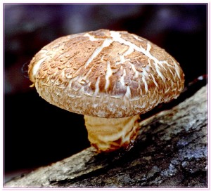гриб шиитаке фото