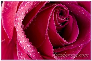 цветок розы макро фото