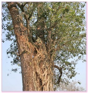 саловое дерево фото