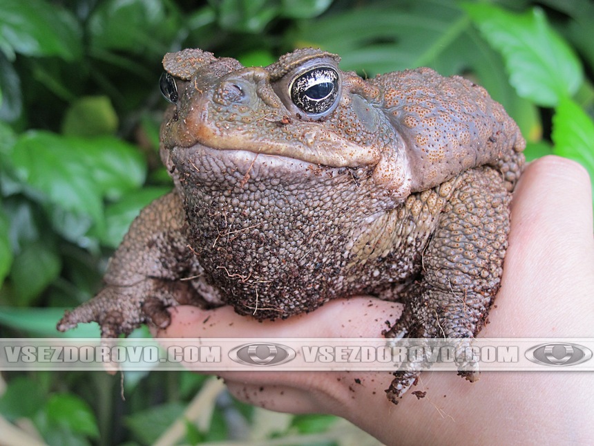 Самец жабы аги