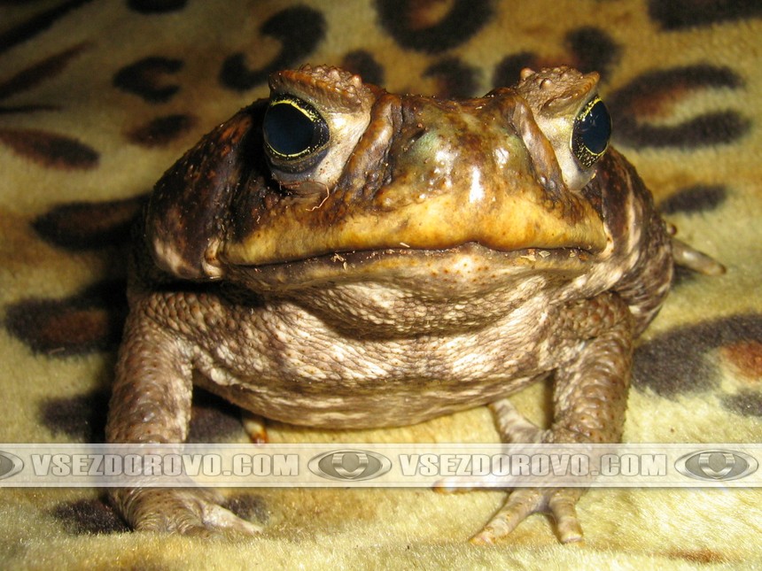Глаза жабы аги