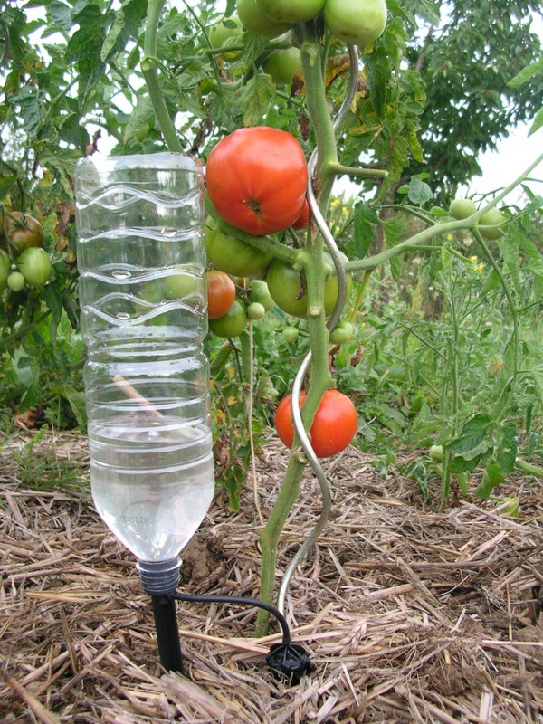 Правильный полив помидор в теплице и грунте. Как поливать помидоры бутылками и капельным методом