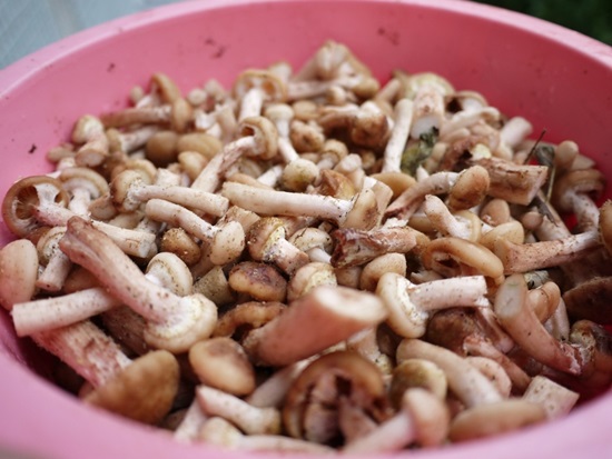 Что приготовить из свежих опят на зиму и на ужин: пошаговые фото-рецепты грибных блюд