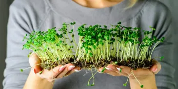 Огород дома: 3 способа вырастить микрозелень