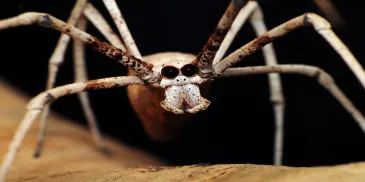 «Ты откуда выполз?»: 5 самых страшных пауков мира
