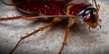Топ-3 лайфхака, которые остановят вторжение тараканов в ваш дом