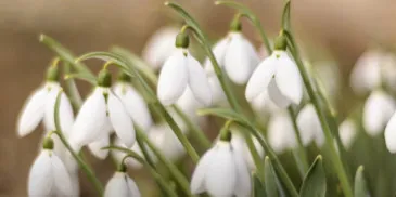 Воплощение духа весны: Очаровательные традиции связанные с наступлением нового сезона со всего мира
