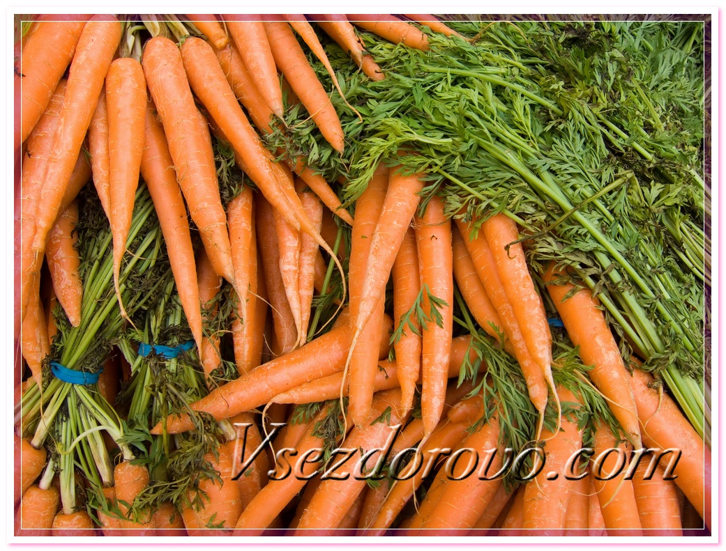 Морковь дикая купить. Семена дикой моркови. Семена дикой моркови в аптеке. Морковь Дикая. Сорта дикой морковки.