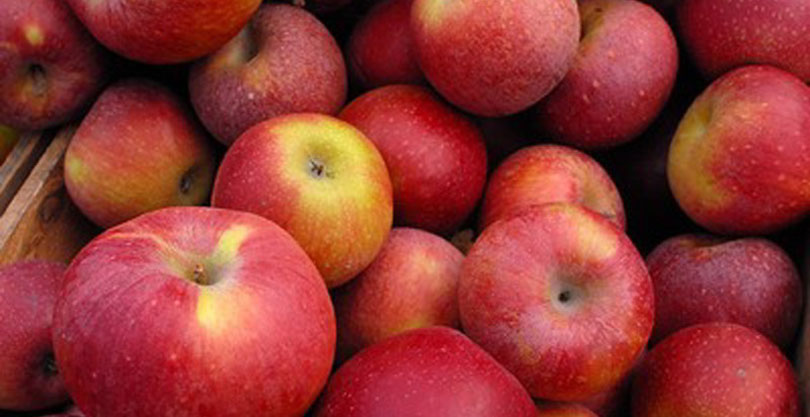 Яблоки на зиму в банках — заготовки по лучшим рецептам — компот, пюре, повидло, для пирогов без сахара. Как хранить яблоки зимой дома