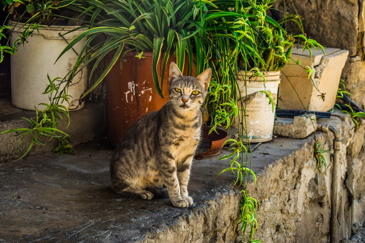 Кипровский кот