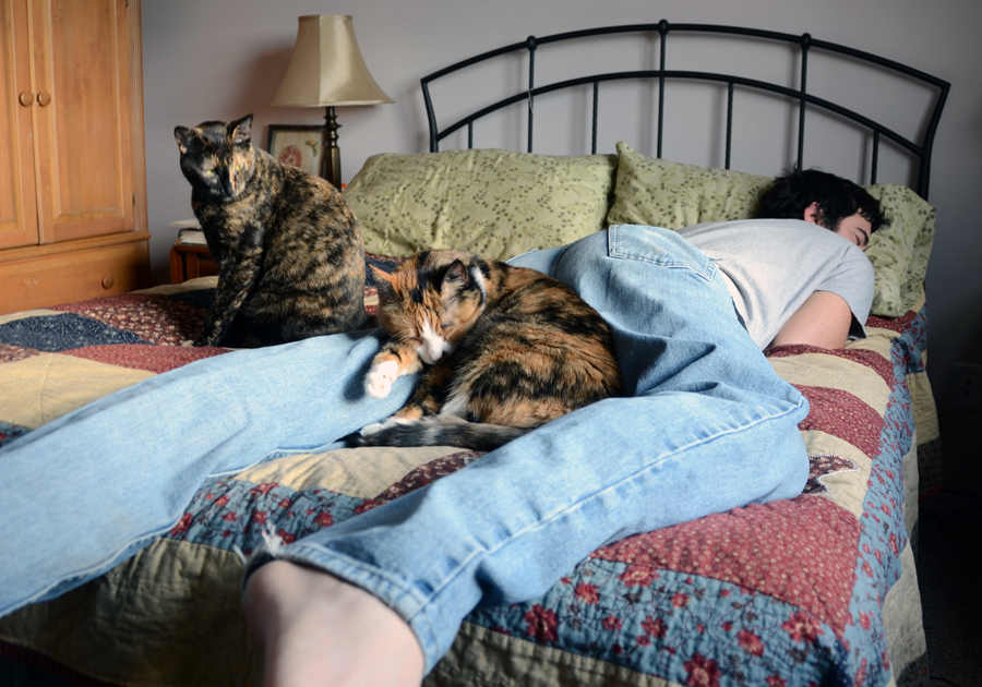 Почему кошки ложатся в ноги. Кровать для кошки. Кот в кровати. Коты в постели с хозяином.