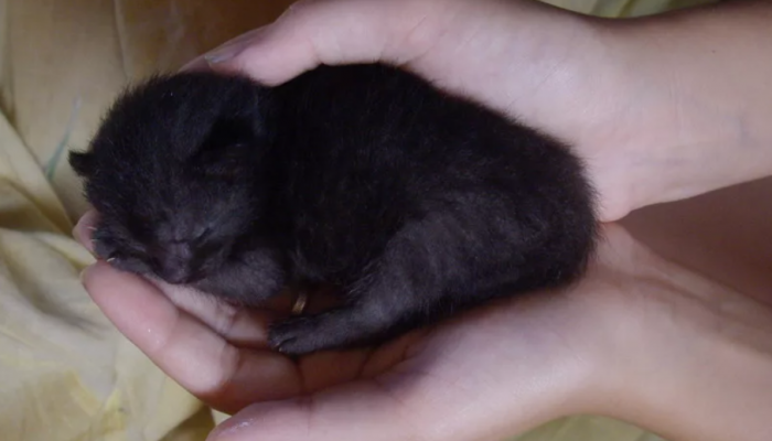 Какие котята рождаются у черной кошки. Вислоухие котята Новорожденные черные. Маленькие Слепые котята. Наворождëнные чëрные котята. Новорожденный черный котенок.