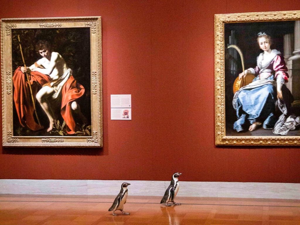 Маленькие ценители искусства: музей позволил пингвинам бродить по пустым комнатам, а те не могли оторвать глаз от картин