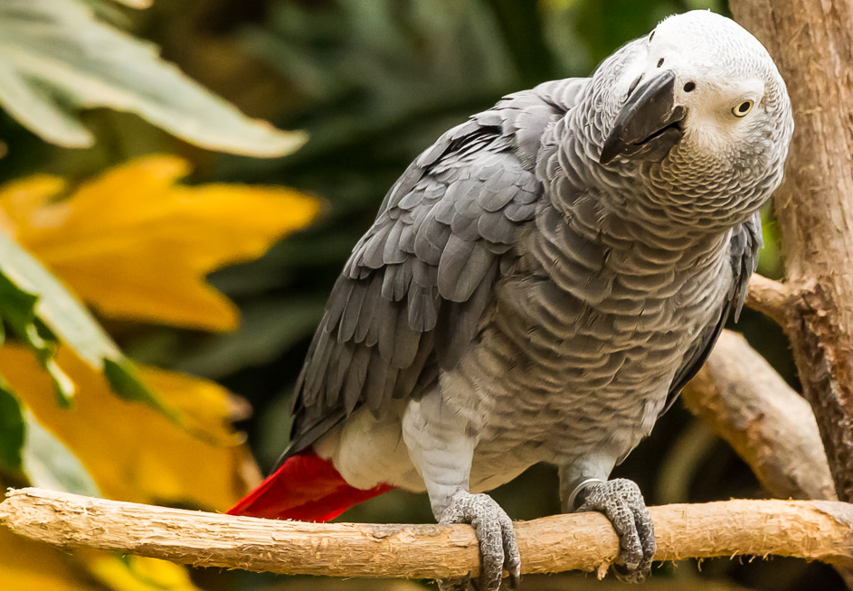 Большой серый попугай. Попугай жако. Краснохвостый жако. Попугай жако краснохвостый. Африканский серый попугай жако.