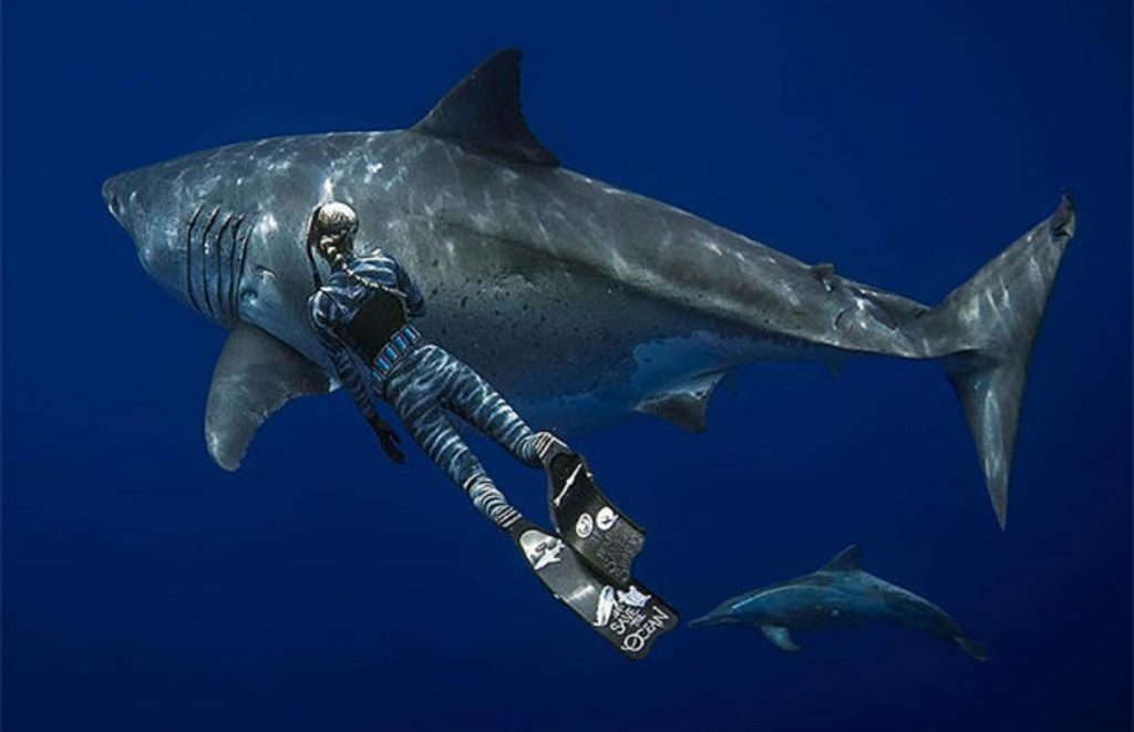 «Голубая бездна»: исследователи сделали фото одной из наиболее крупных белых акул в истории
