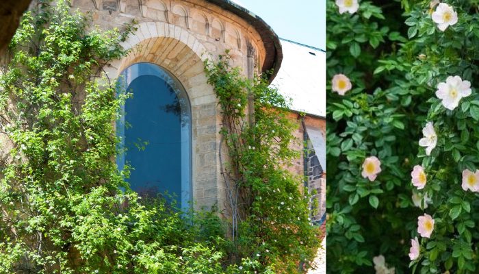 «Святая роза»: как зацвел 1000-летний куст солнечного шиповника в Хильдесхаймском соборе