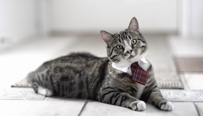 Домашние кошки: 15 любопытных фактов