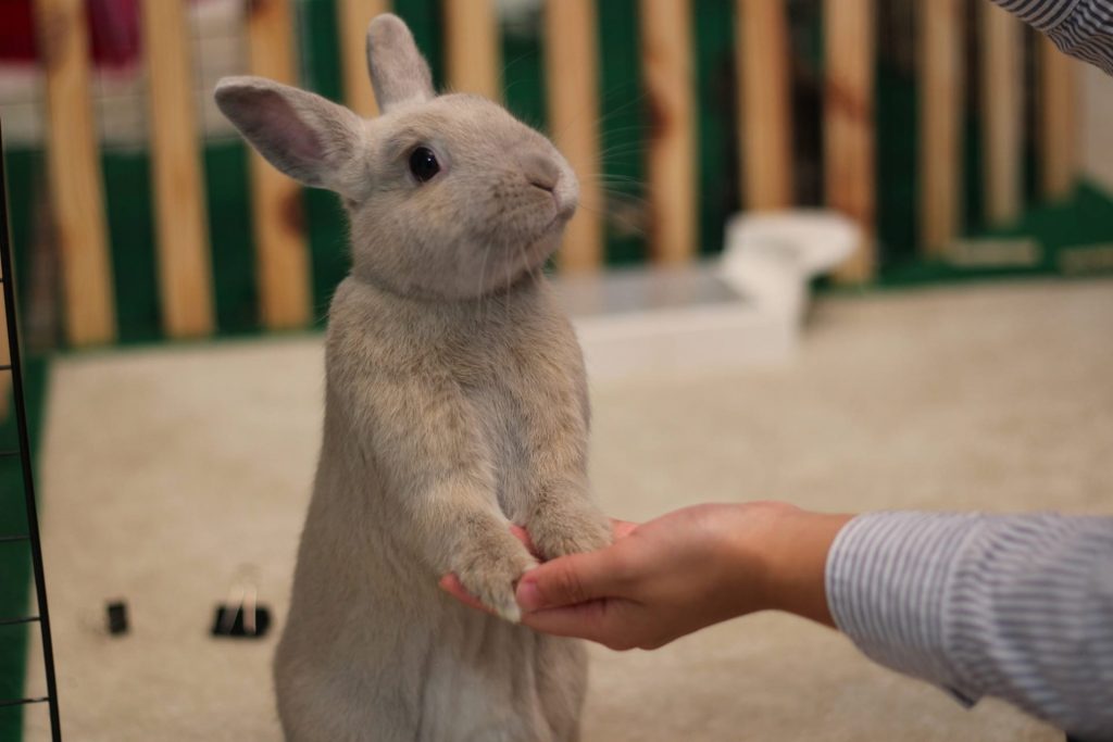 Ушастые питомцы: шесть фактов о домашних кроликах