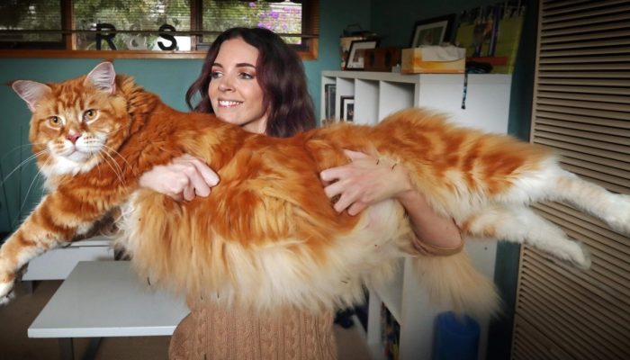 Instagram пушистого гиганта: как выглядят будни 14-килограммового кота Омара