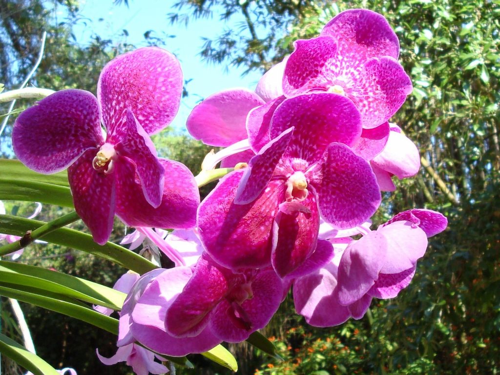 Минимум ухода: неприхотливые сорта орхидей