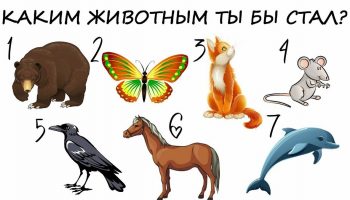 Тест: выберите животное и узнайте какой у вас характер