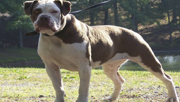 20 щенят за 24 часа: собака, которая их родила, чуть не попала в книгу рекордов Гиннесса