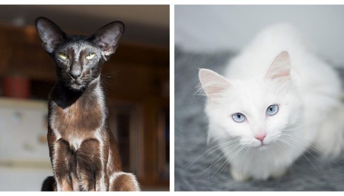 Мистические создания: интересная фотоподборка различных кошек со своими особенностями