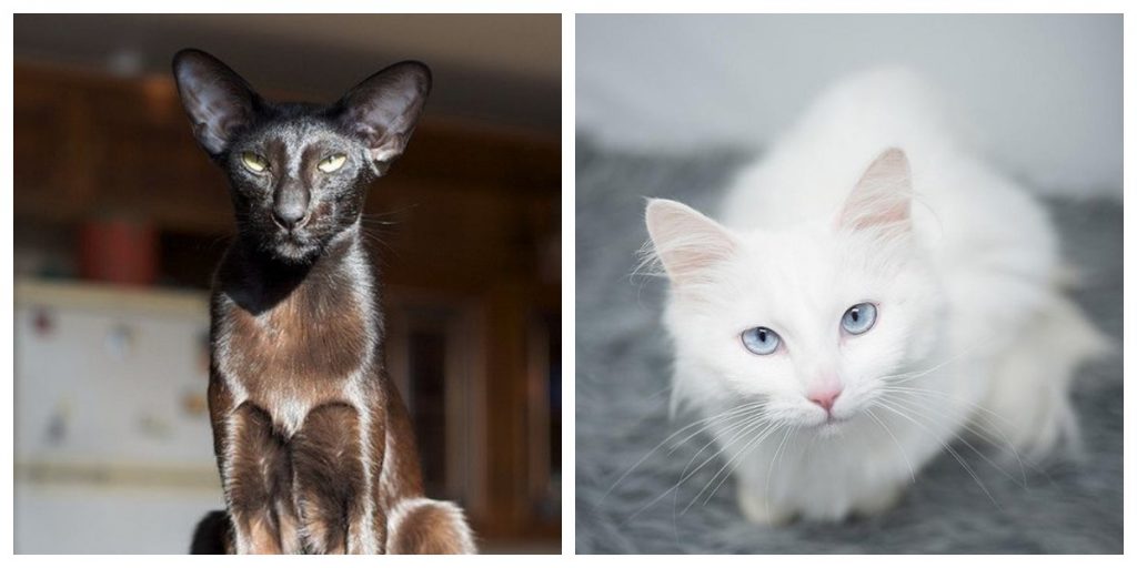 Мистические создания: интересная фотоподборка различных кошек со своими особенностями